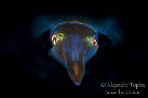 Squid in Black, Veracruz México by Alejandro Topete 